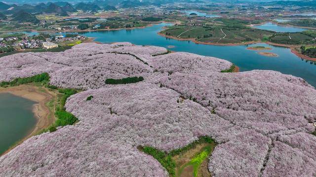 贵州平坝樱花旅游攻略,贵州平坝樱花最佳观赏时间