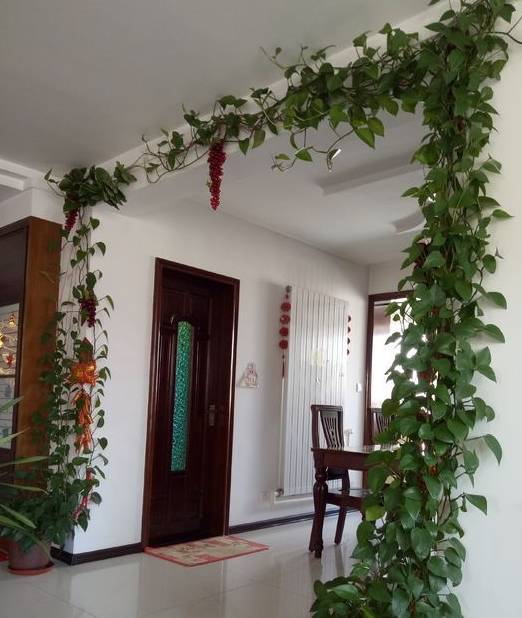 养绿萝,这样搭配,才可以更突出绿萝的独特风格