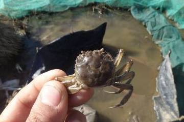 螃蟹_味道_土鳖