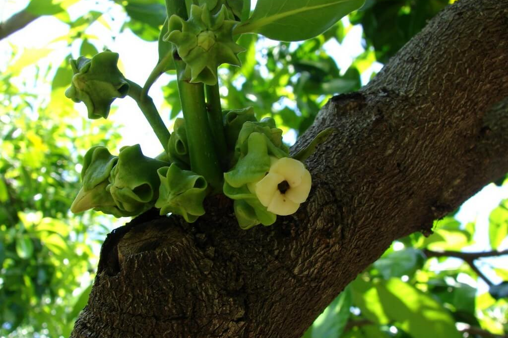 黑柿的花,也和一般的柿子花差不多 图源:tatiana gerus但和国内的柿子