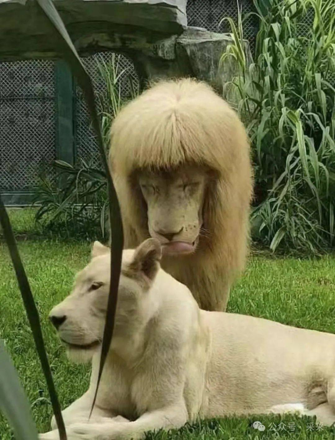 被神评笑疯哈哈哈~| 搞笑囧图_答案_南天_什么