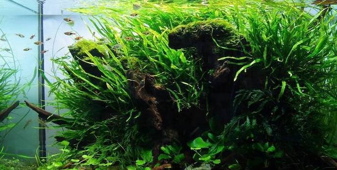收藏好,要把观赏鱼养好这是必修课_亚硝酸盐_水草_方法