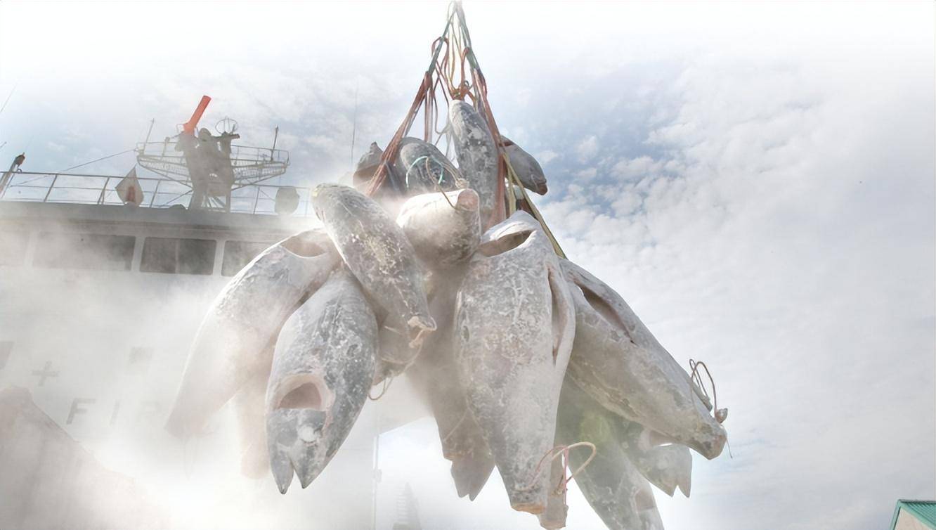 原创中国每年捕捞30万吨金枪鱼都出口日本了不过以后他们还能吃吗