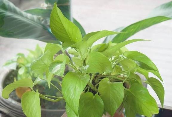 原创绿萝文竹黄叶多得让你头疼一剪子马上解决你的烦恼