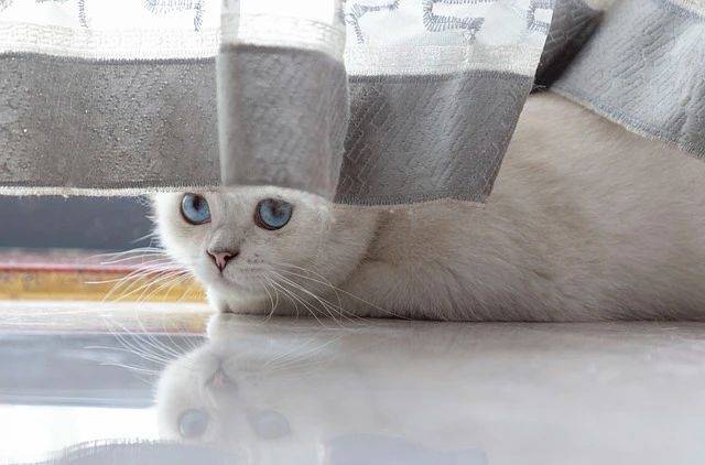 你家猫咪会这样吗?_小咪_行为_方式