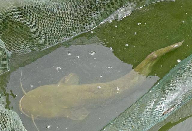 男子花20万买了一条受伤的鲶鱼,3年后靠它年入1亿元_袁丹军_收购_价格