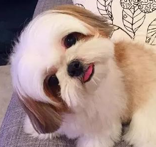 西施犬是原产西藏的拉萨犬与中国宫廷内犬种混合培育的.