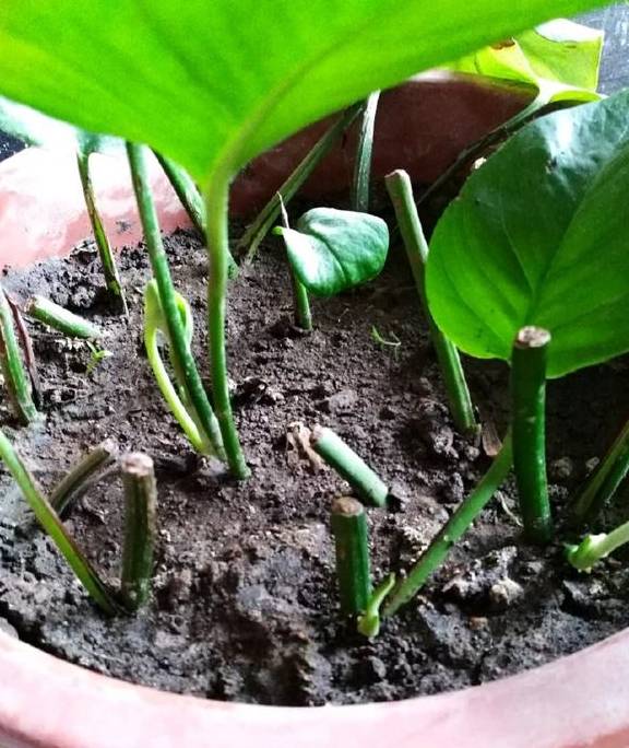 1,绿萝我今天就给大家分享,有网友在平时养护家里的君子兰,绿萝,橡皮