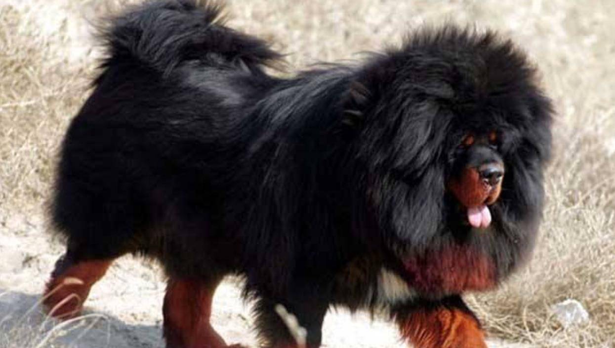 原创藏獒泡沫是怎么破灭的巅峰时一条就能换北京2套房