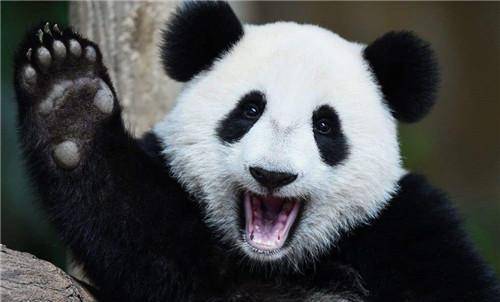 为何肉食动物不敢攻击熊猫专家看熊猫在上古时期叫啥就明白了