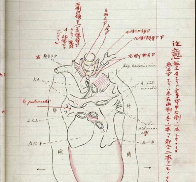 原创鲁迅笔下的藤野先生结局如何遭学校解雇却因鲁迅而被日本纪念
