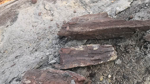 成都工地发现金丝楠阴沉木,其材质引得众人争议_价值_木化石_木头