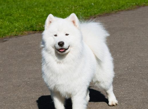 哈士奇_边牧_萨摩耶