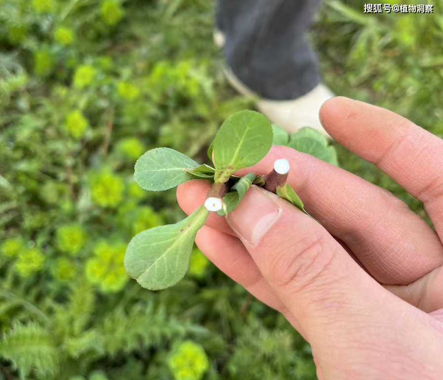五朵云,又称泽漆,猫眼草,有2大作用,价值极高,农民朋友要了解!