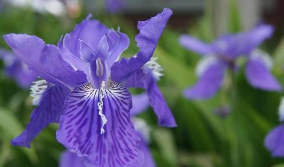 原创特别耐寒的鸢尾花适合种植一大片简单养出花海