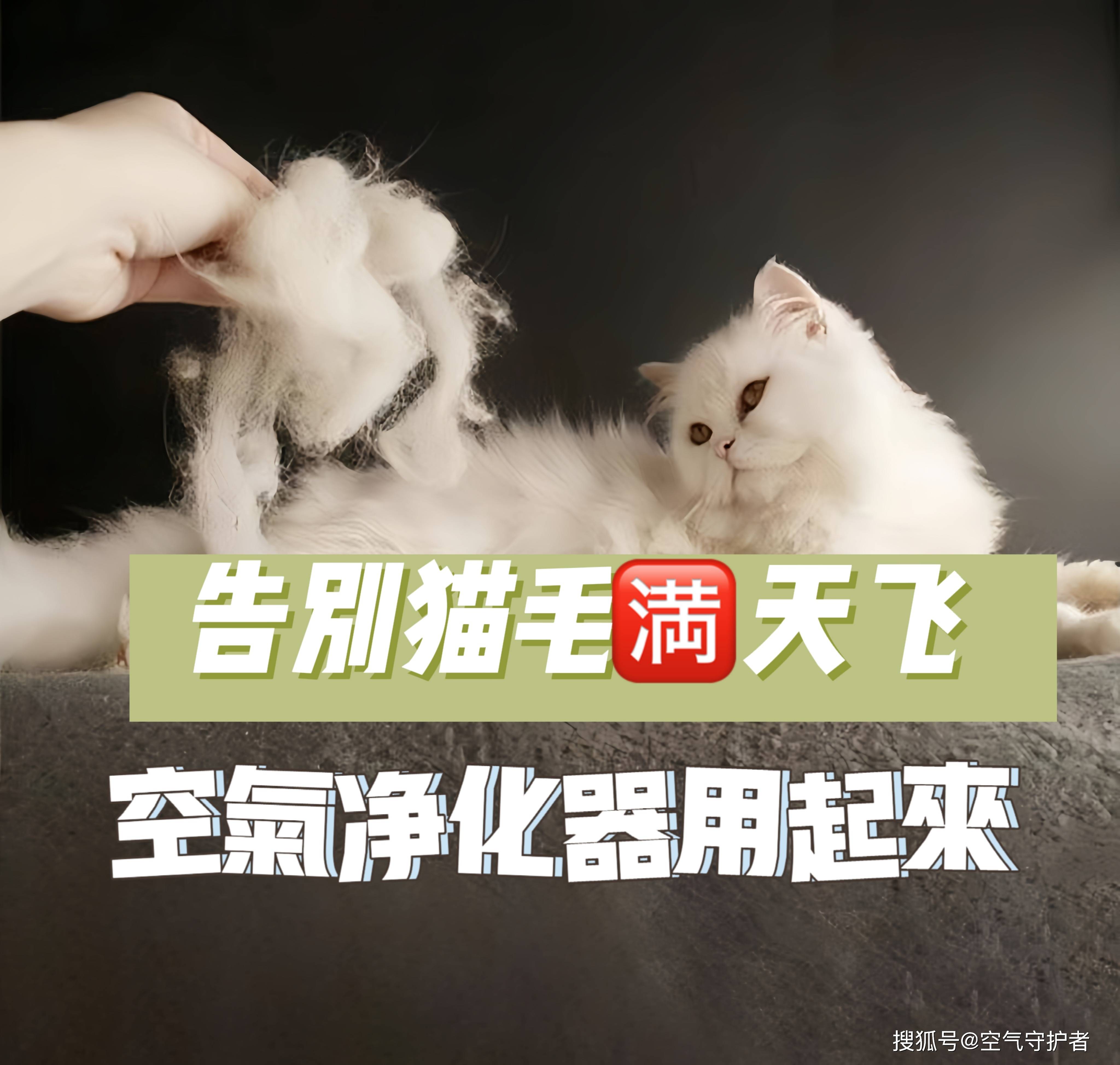 有网友评论说:家里养了宠物可爱是可爱,但是掉毛真的是一件比较让人