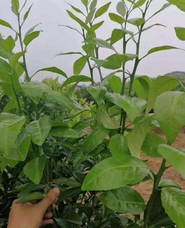 柑橘3月管理要点促花护春梢方案在这里修枝整形也不能忽视