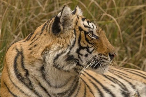 火虎的认在财运方面是很不错的,不论困难或疾病都可顺畅渡过.