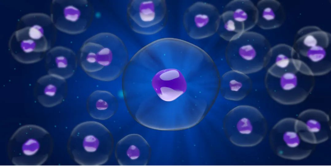 排卵后还吃辅酶q10和dhea吗做试管怎么才能排出好卵子