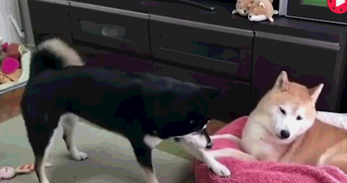 原创柴犬妹妹快把哥哥逼疯了没事就摸屁股拍头呼脸好欠揍