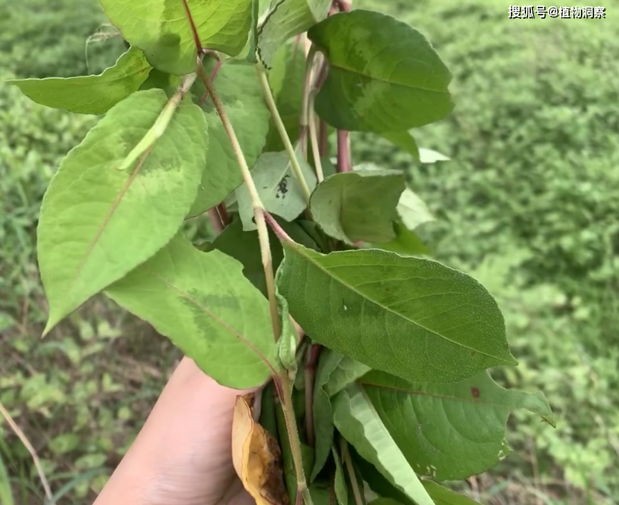 原創火炭母又稱白飯草烏飯藤有4大作用價值極高農民朋友要了解