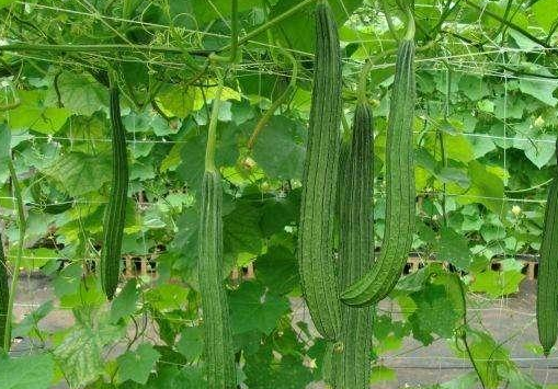 原创农村的丝瓜有这么些的功效你知道吗赶紧看看吧不看很吃亏