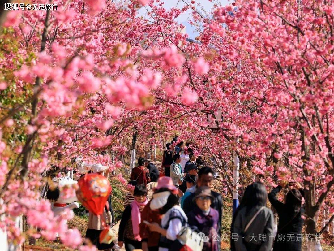 德惠西站樱花节图片