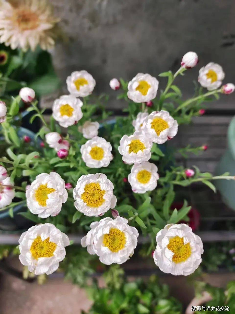 原创网红花卉纸鳞托菊颜值是很高但可能不适合你