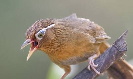 画眉鸟这几个动作,你知道它都是什么意思吗?_叫声_声音_鸣叫