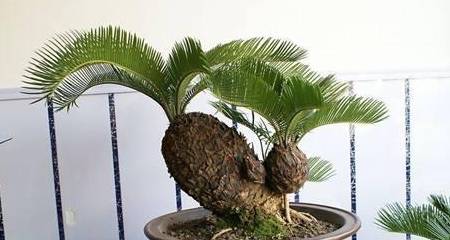 原创它的别名可真多造型好气势更蓬勃怎么制作苏铁盆景