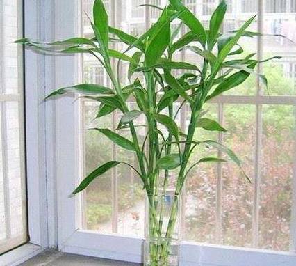 富贵竹往里面加一些药片,它就会迅速地生长,能快速涨到1米以上_因为_