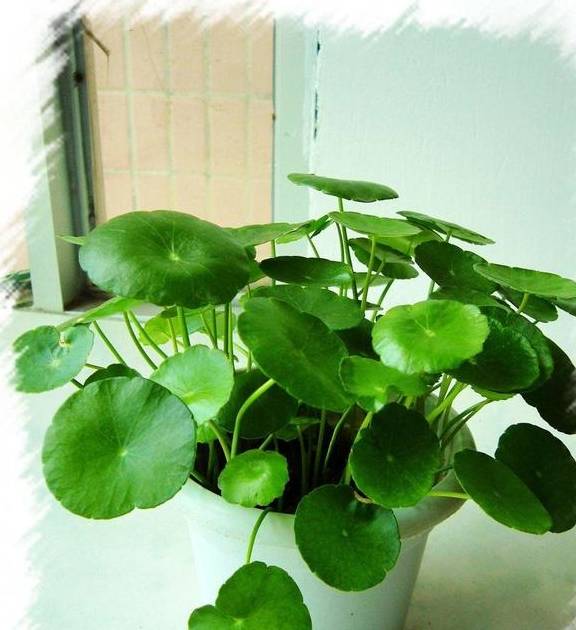 原创铜钱草春天水分阳光不能少方法正确半个月叶子长满盆