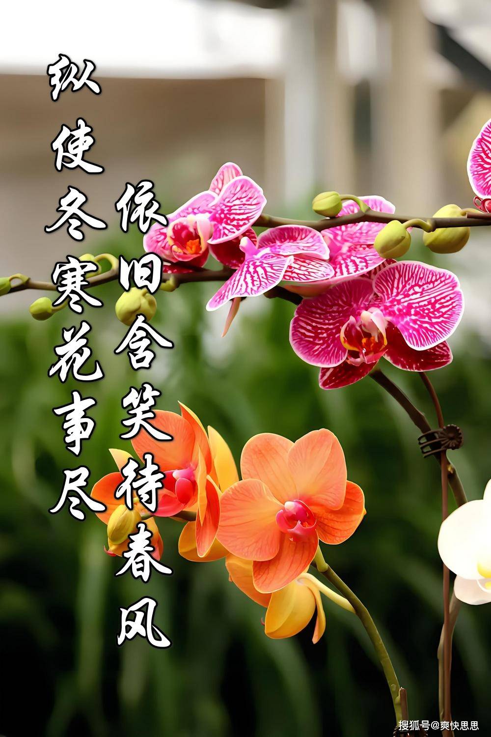 心疼刚买的蝴蝶兰为啥那么容易死实战指导蝴蝶兰养殖避坑指南