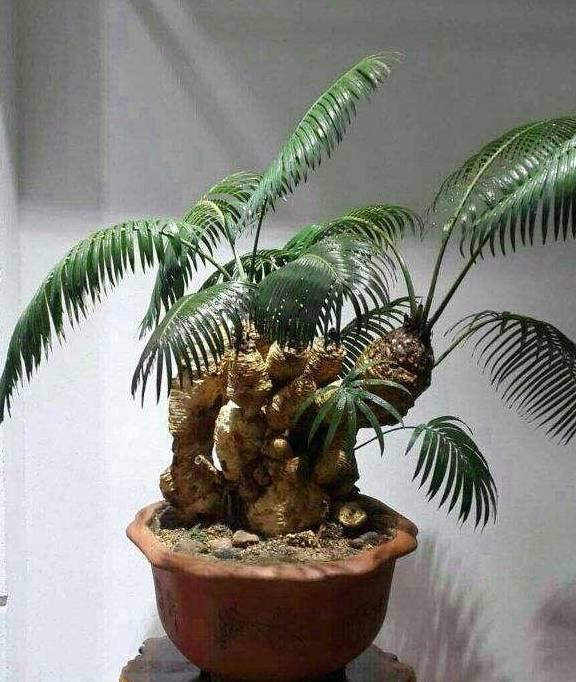 原创它的别名可真多造型好气势更蓬勃怎么制作苏铁盆景