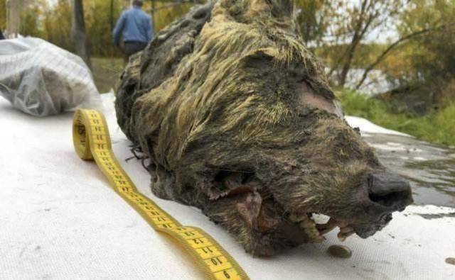 原创北极持续发烧史前生物遗骸不断出现冰层下的病菌或将苏醒