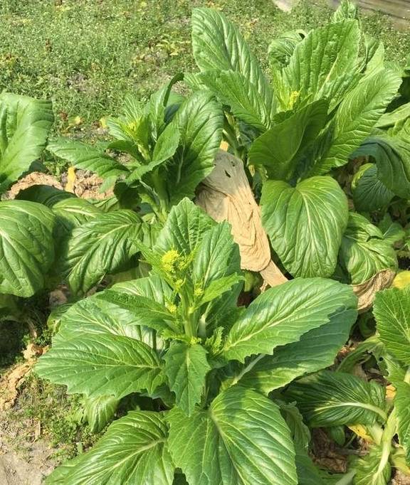 冲菜:一道美味的川西农家下饭菜_芥菜_食用_鲜花