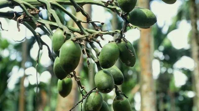 原创槟榔大王王继业十亿家产引起争端被妻子安乐死