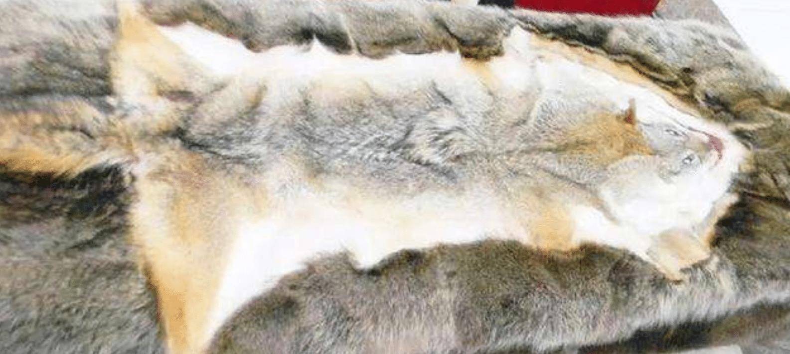 原创女大学生携家传狼皮鉴宝专家情绪失控拒绝估价拒绝鉴定