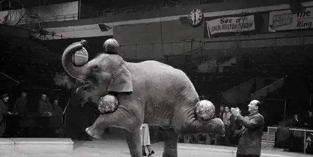 原创100年前一大象被法院判绞刑起重机吊了30分钟这是为何