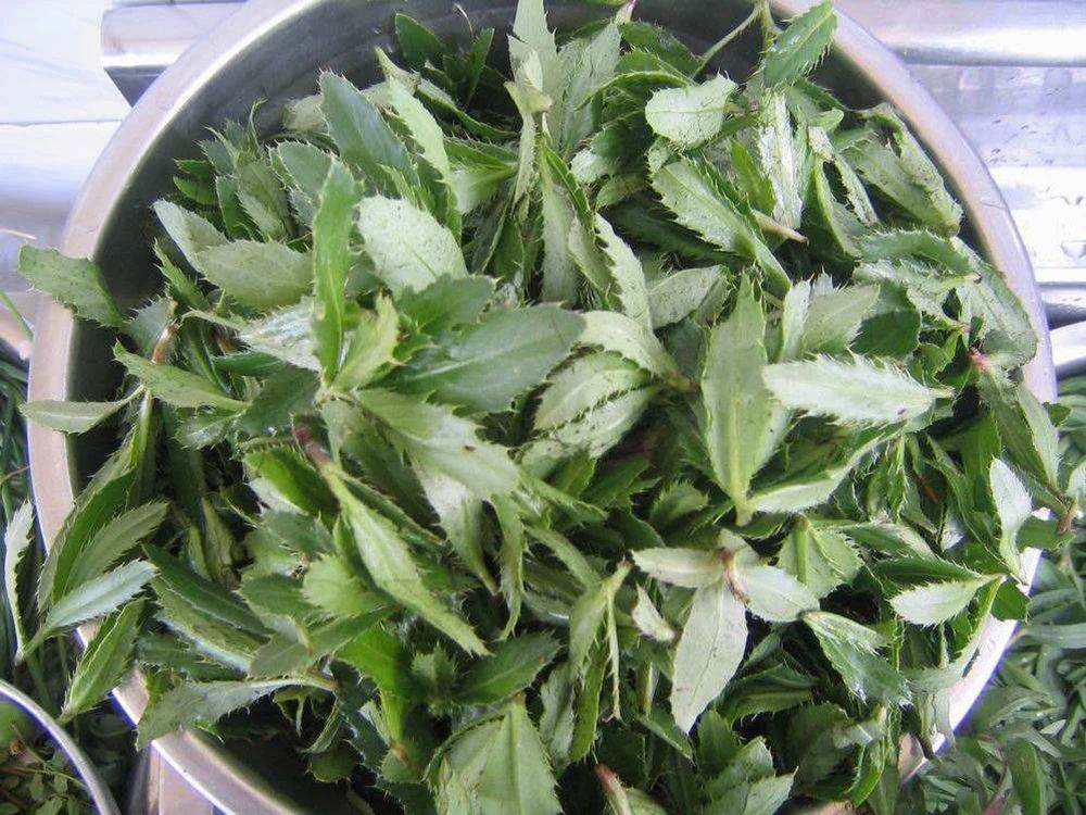 4种野草可做"青团",清明节前记得去采挖,比艾草还好吃_苎麻_原料_麦草