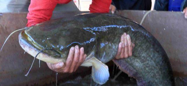 原创20万买一条受伤的鱼3年后赚了上亿元他是怎么做到的