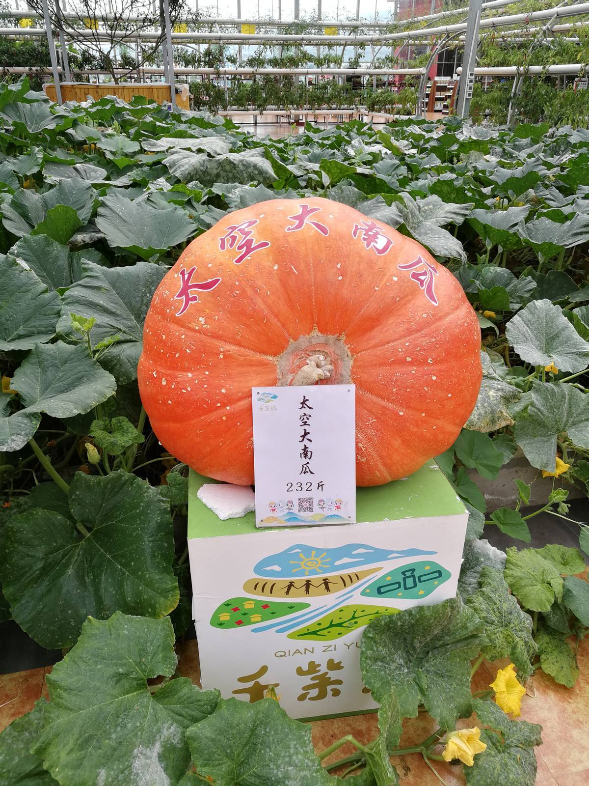 太空南瓜2015年,哈萨克斯坦和吉尔吉斯斯坦农业部门先后组团来陕,希望