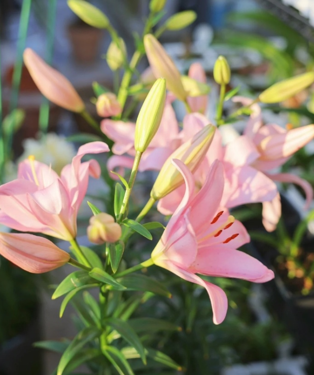 蓝妖:百合花怎么养才能开花多并旺盛,关键是做好这6点!_种植_种球_品