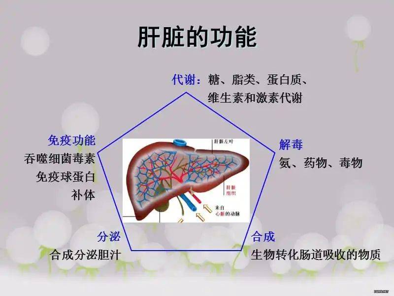 肝脏_功能_治疗