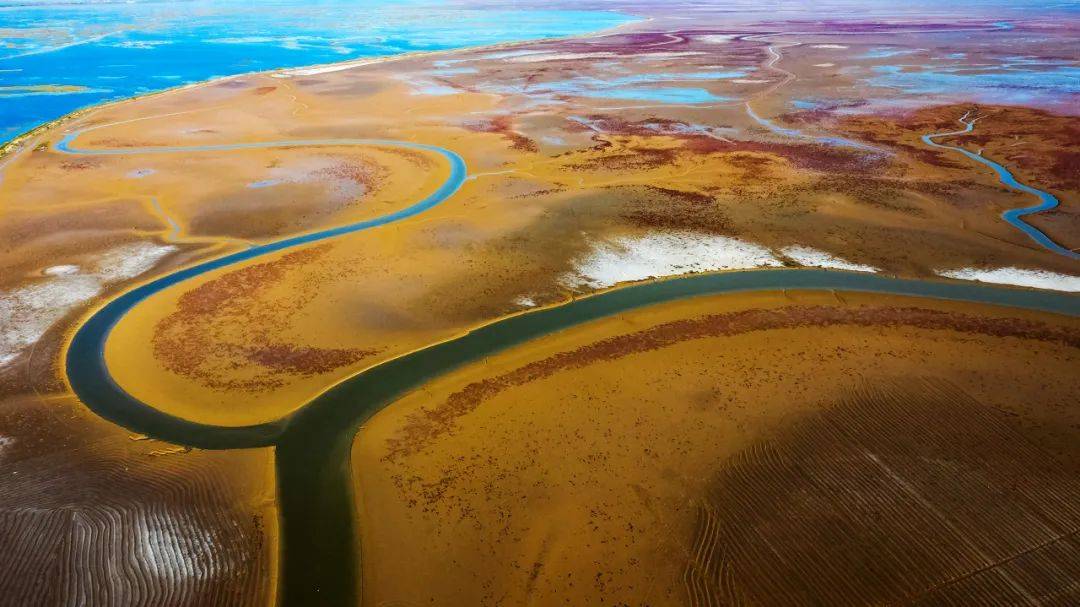 白鹤飞舞,黄河入海,来东营看尽沧海变桑田_湿地_旅游_海堤