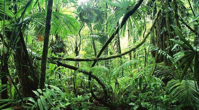 原创二战伞兵落到原始丛林70年后才被找到全身已长满杂草