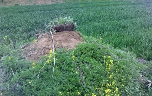 等大坟以远望兮"的句子,也引申出大堤的意思,在《诗经》中有"遵彼汝坟