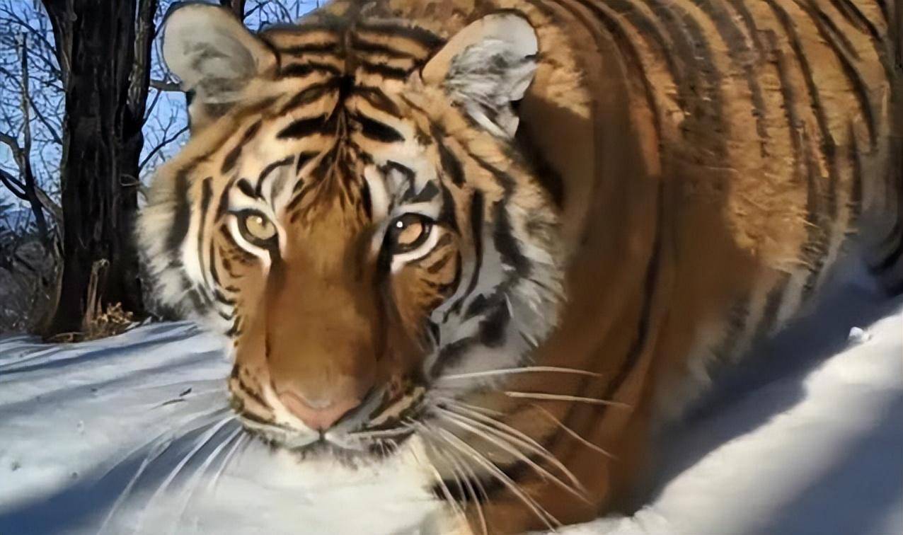 4万平方公里的国家公园,旨在为虎豹提供理想的栖息地.