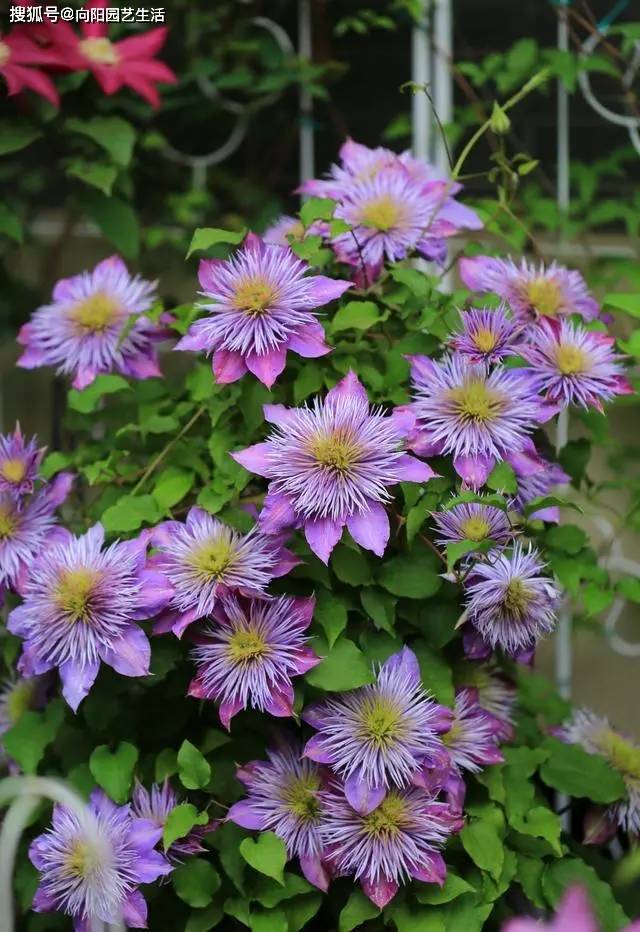 铁线莲必须要露天养光照越强长得越快开花越多