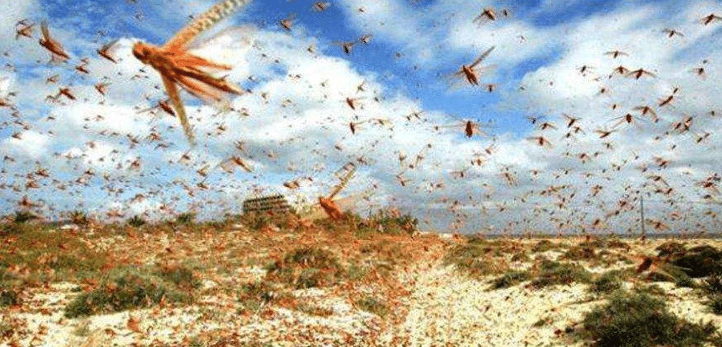 他解决了这个两千年难题,却鲜为人知_蝗虫_研究_马世骏
